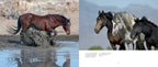 Wild Horses of the West : Coffee Table Book